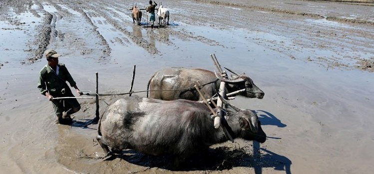 Farmers-plough