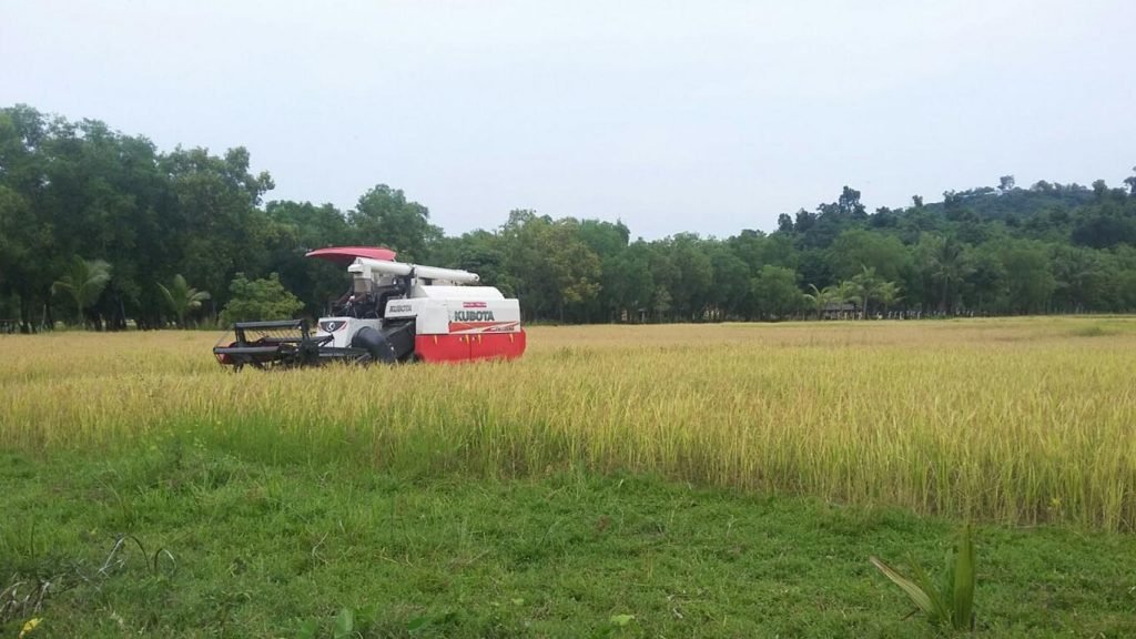 rakhine-harvest